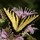 Last commented by fieldofflowers