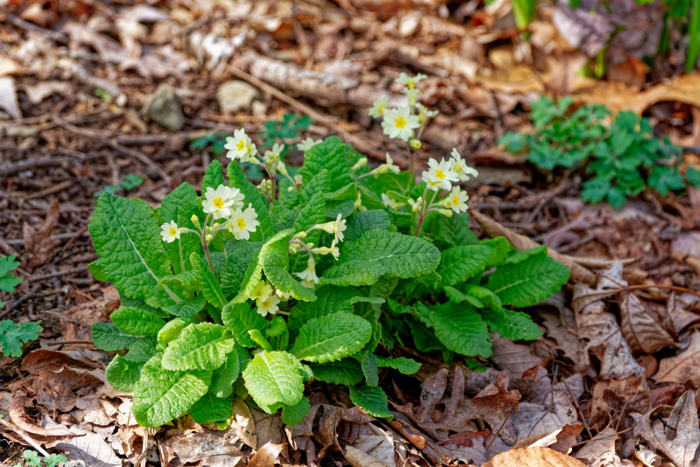 Native plants
