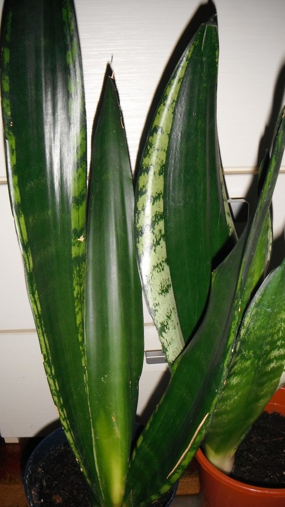 pflanze strelitzia nicolai Strelitzia Nicolai 150 cm – große tropische Zimmerpflanze main image 0