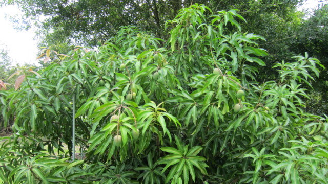 Mango Blooms & Maintenance  When Young Mango Trees Begin to Bloom 