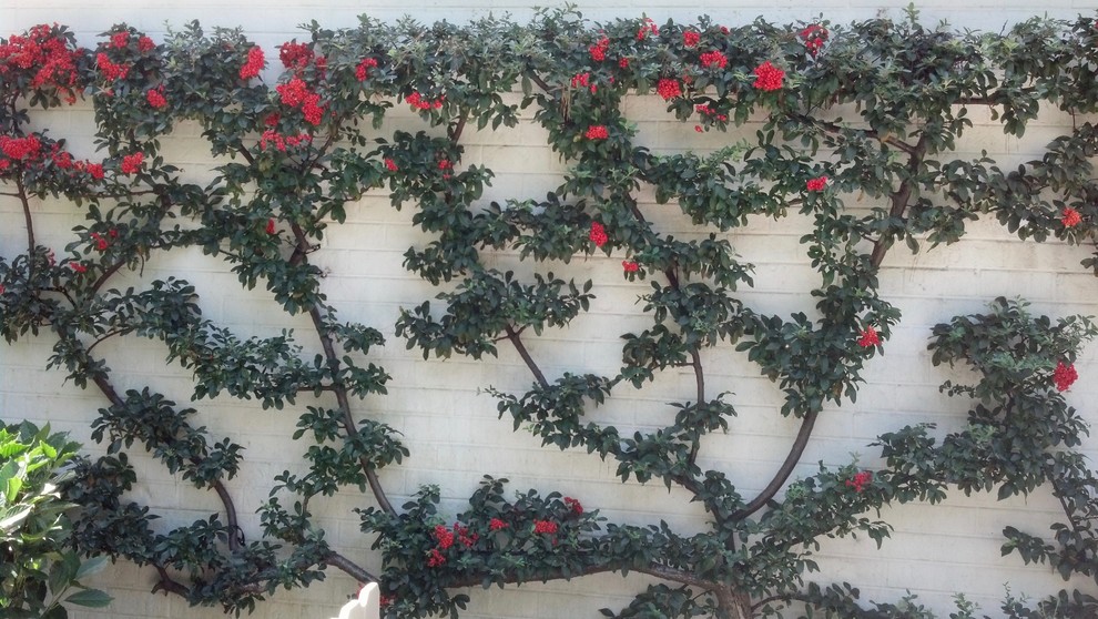 Espaliered Pyracantha