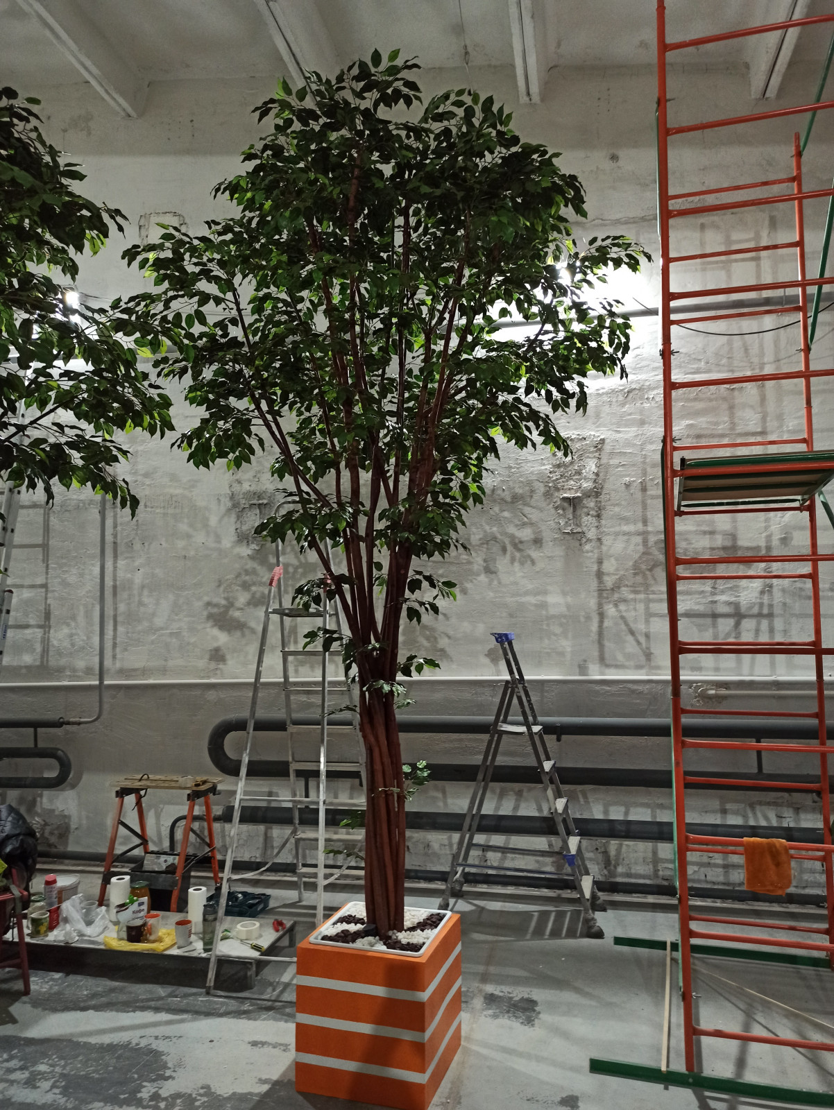 Крупномерные деревья для МармеладЛэнд