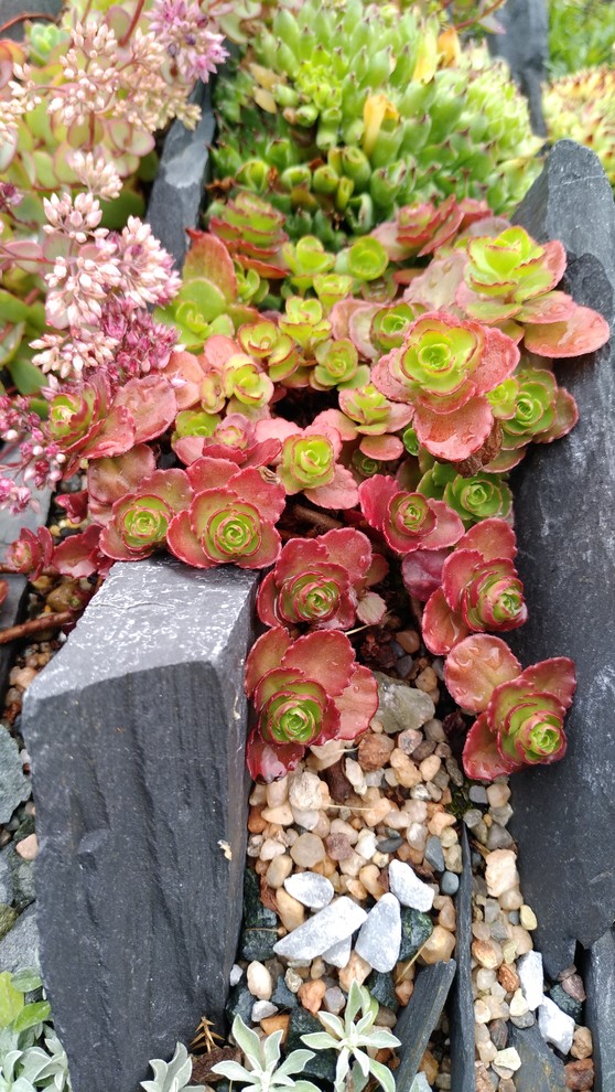 Альпинарии