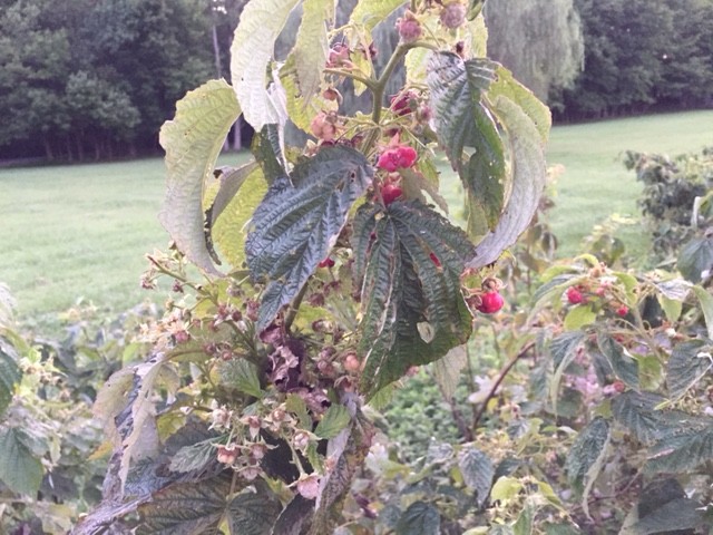Crumbly Raspberry Defect Raspberry low yield and crumbly fruit | Houzz Forum