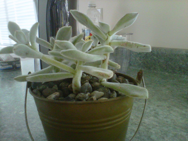 Succulent Identification - Fuzzy Green | Houzz Forum