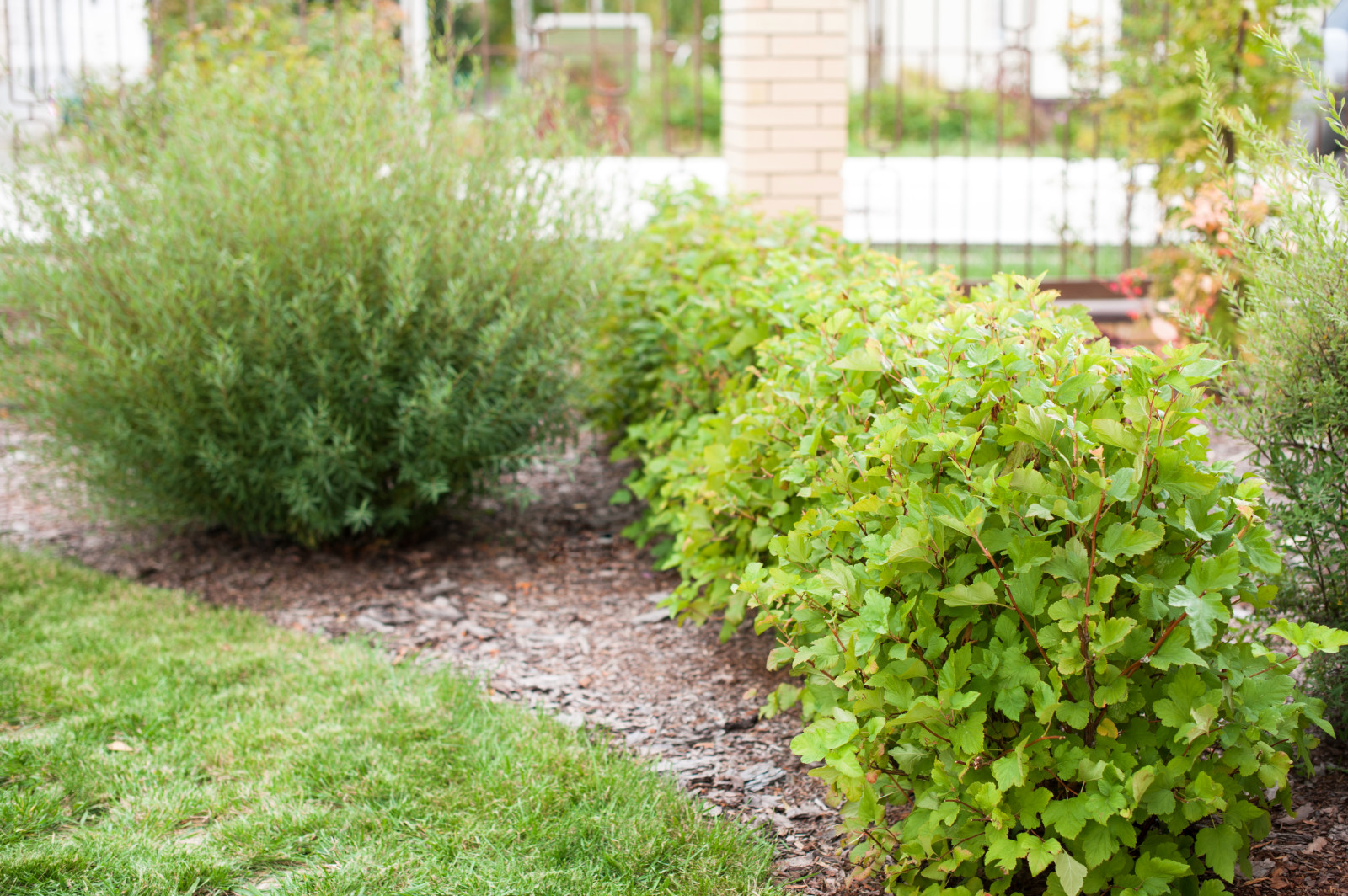 Сад На мажорной ноте