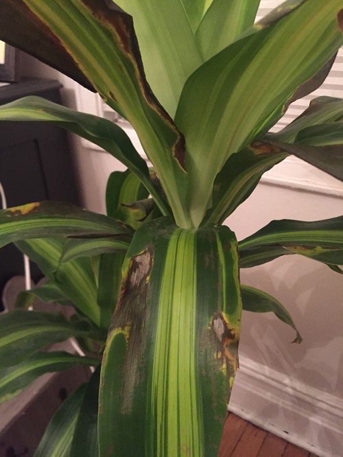 Dracaena Plant Entire leaves turning brown and yellow