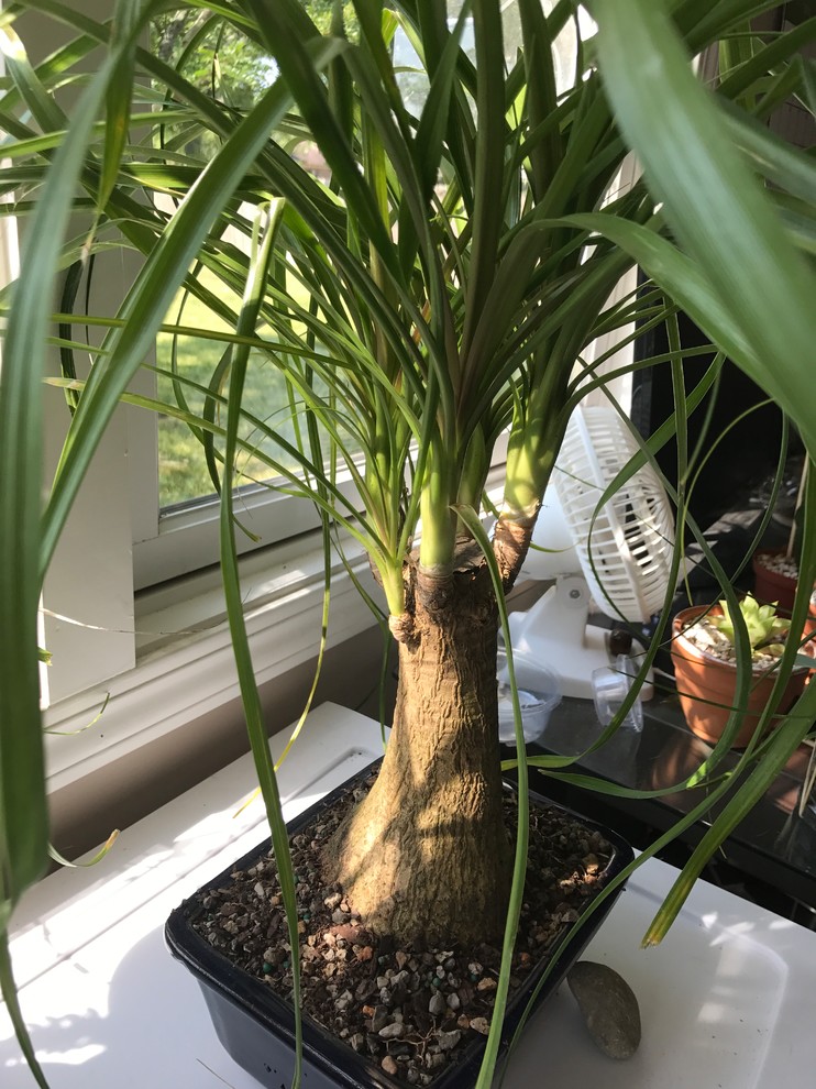 Ponytail Palm leaf discoloration | Houzz Forum