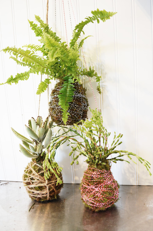 Diy 吊るすタイプのかわいい苔玉 こけだま をつくろう Houzz ハウズ