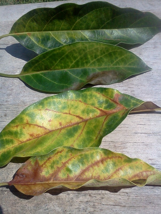 Avocado leaf veins yellowing
