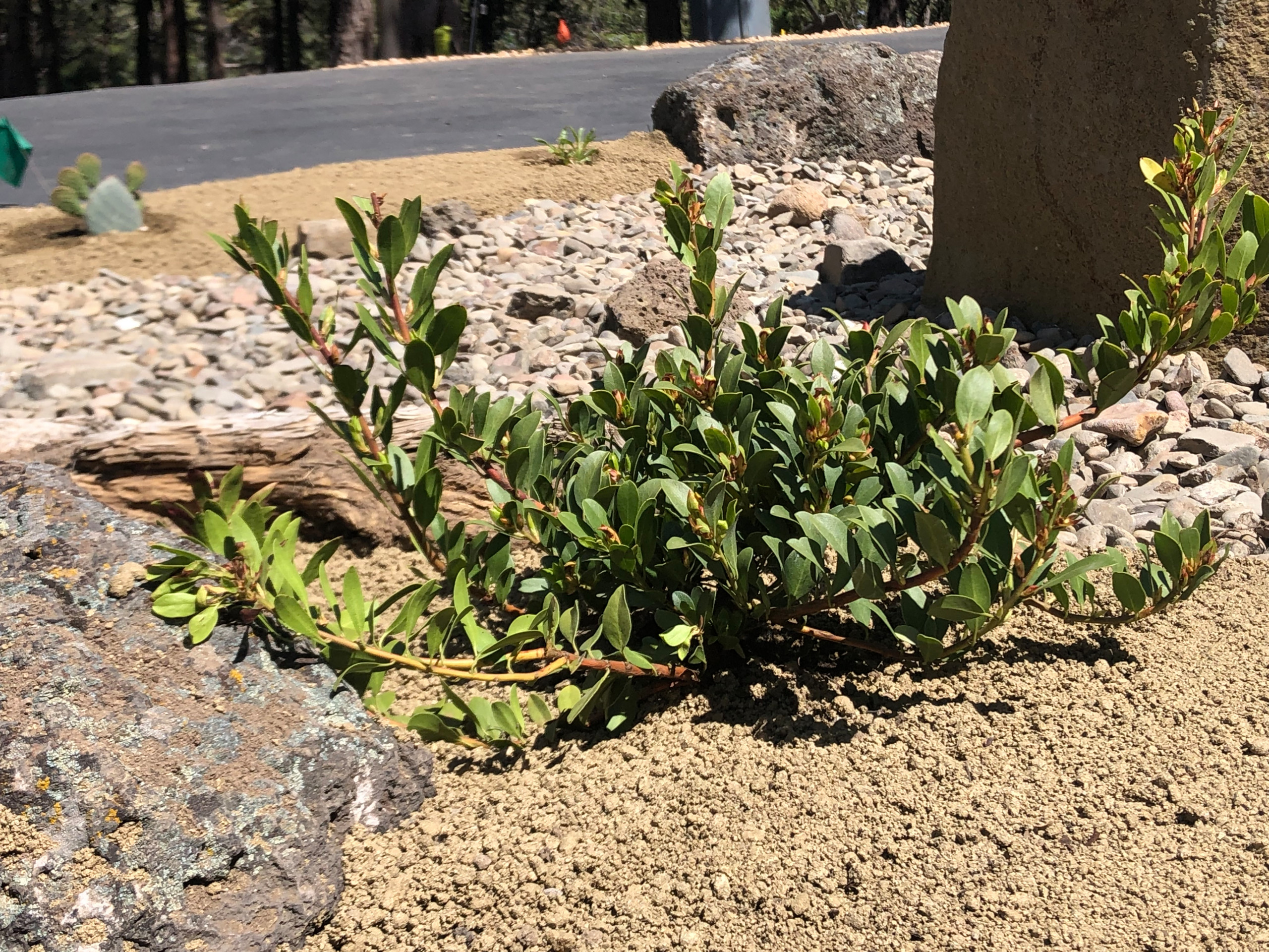 Awbrey Butte - Desert Style