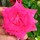 Last commented by Borneo Rose Lover