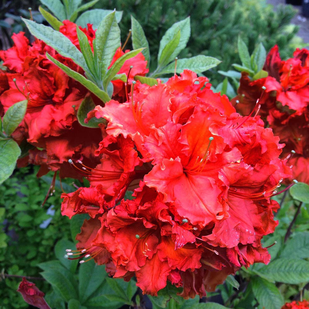 Современный сад в КП "Бенелюкс" вилла 1