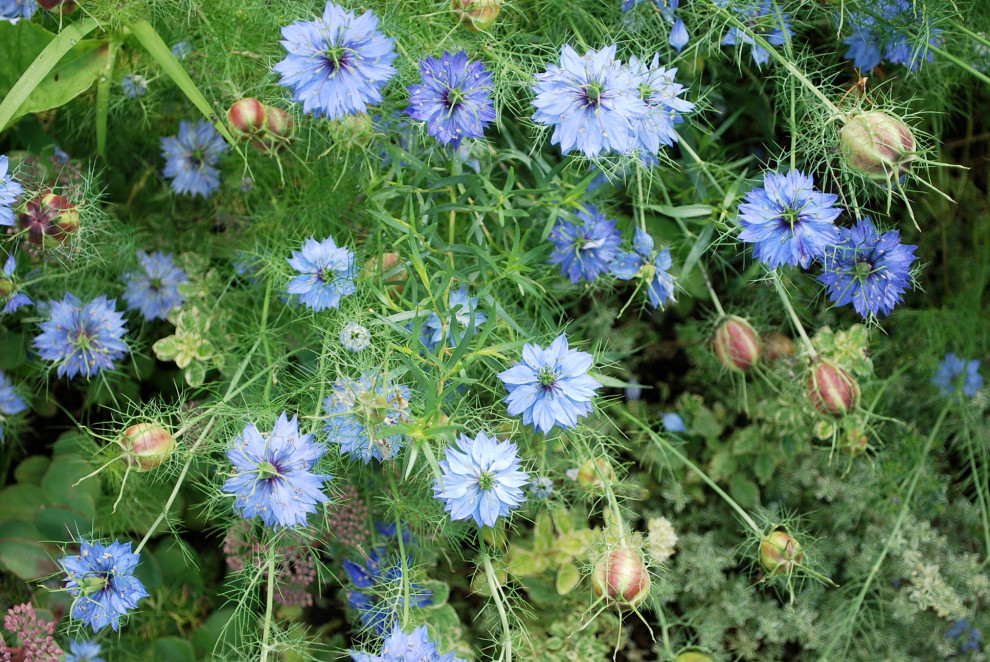 Country Farmhouse Garden