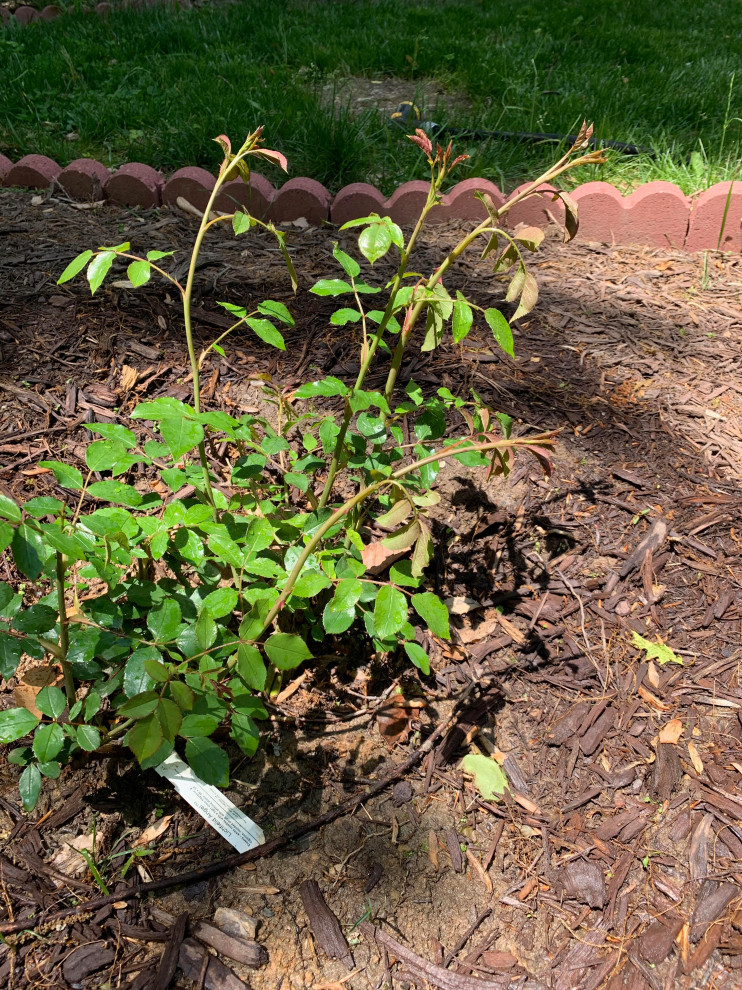 wilting rose bush what's wrong??