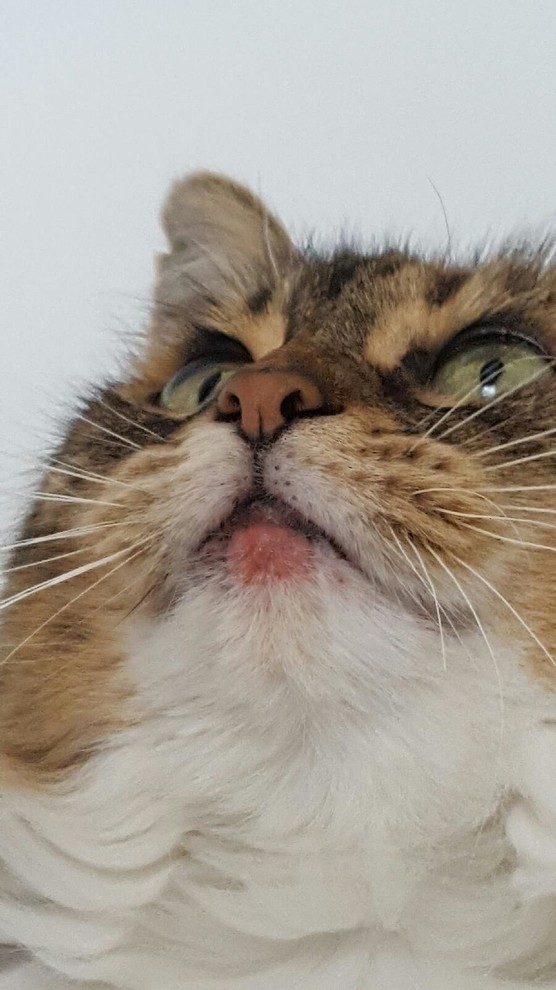 Cat With Lip Sores Infoupdate