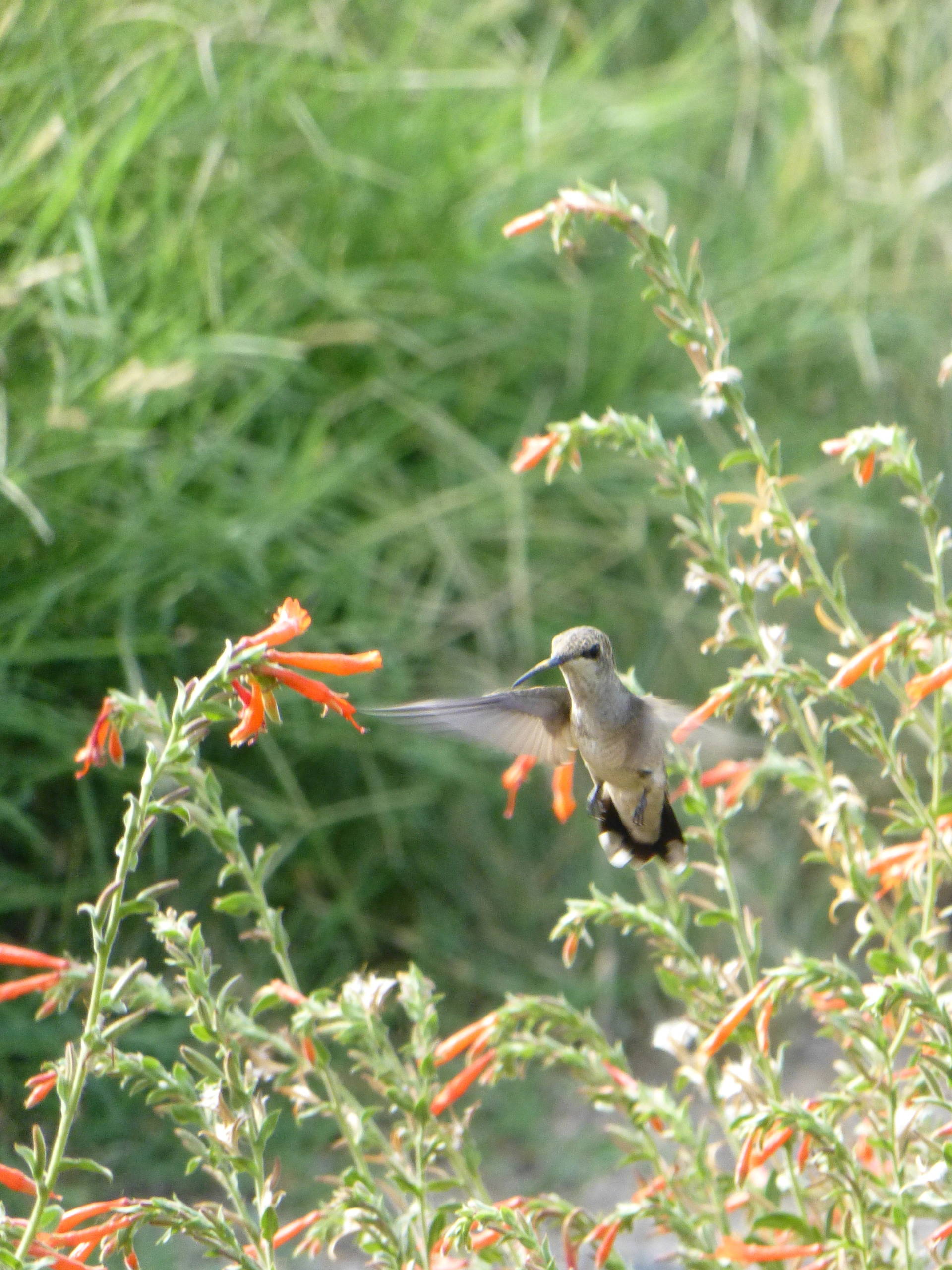 Great Design Plant: California Fuchsia Brings Color and Hummingbirds, image size:1920x2560