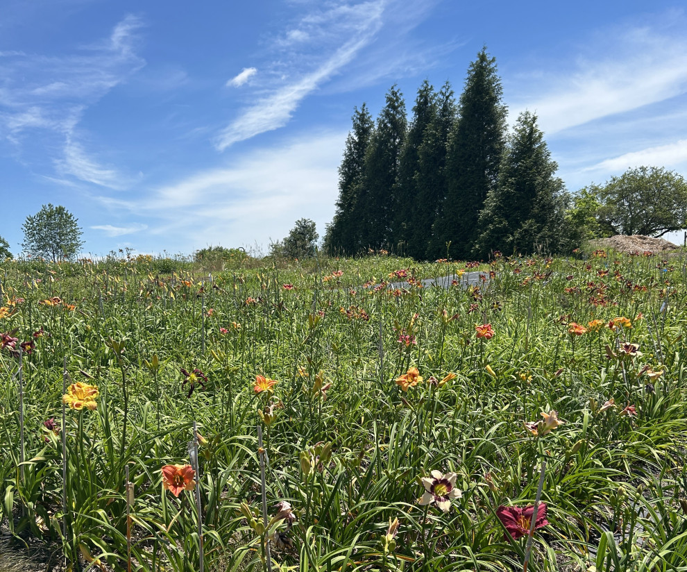 Sundays flowers in Indiana | Houzz Forum