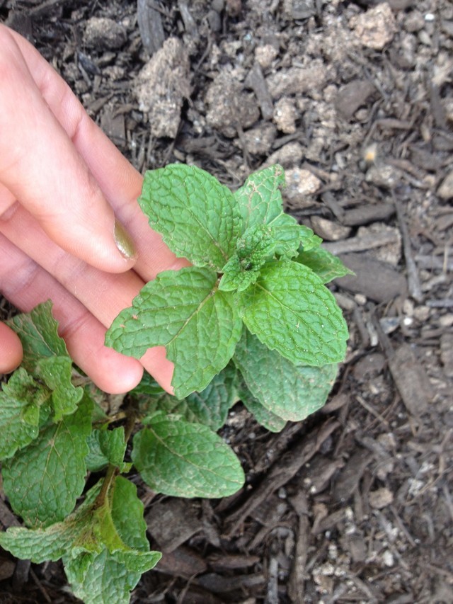 whats eating my mint?