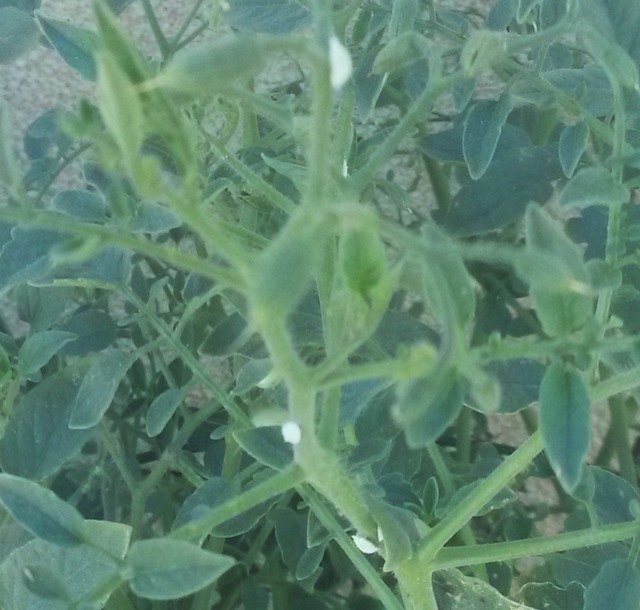LARGE White Growths on Tomato Stems??!!