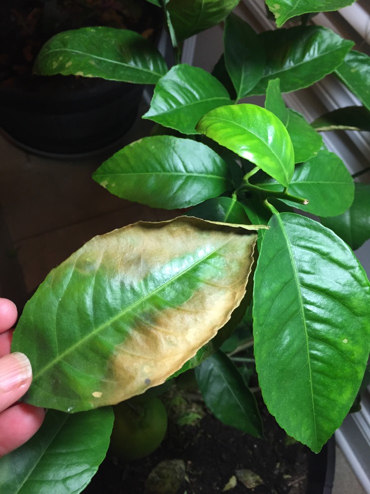 Curled Leaves On Meyer Lemon Tree