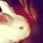 webuser_9659358