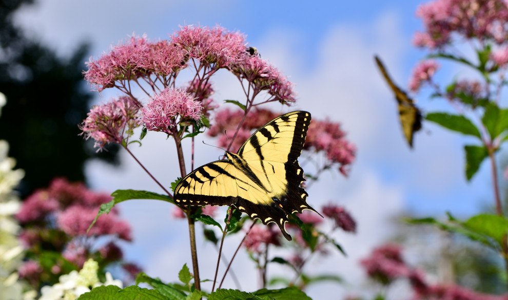Native plants