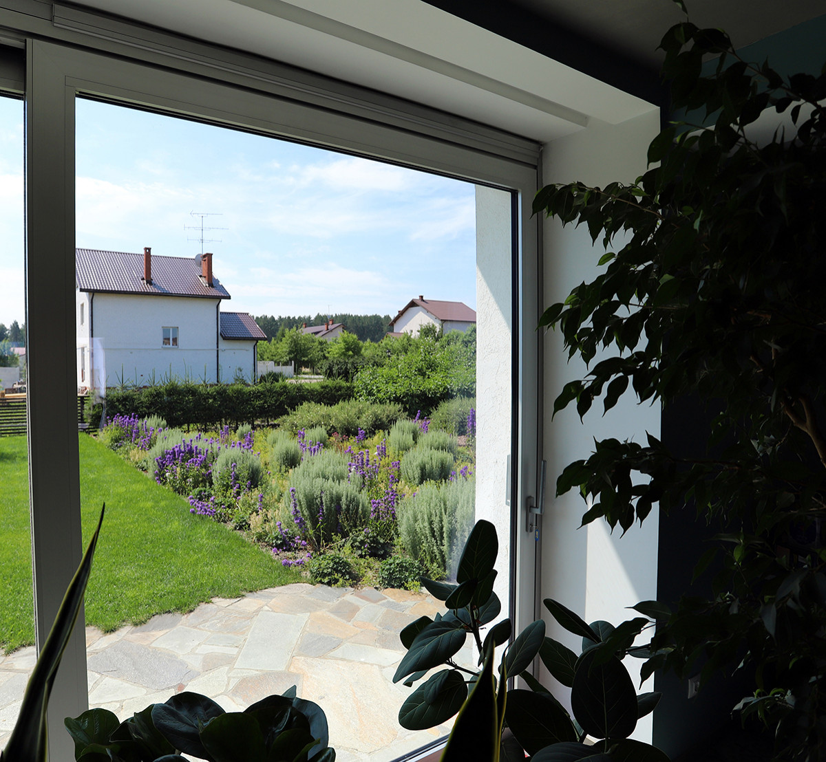 сад у стен цвета кладонии