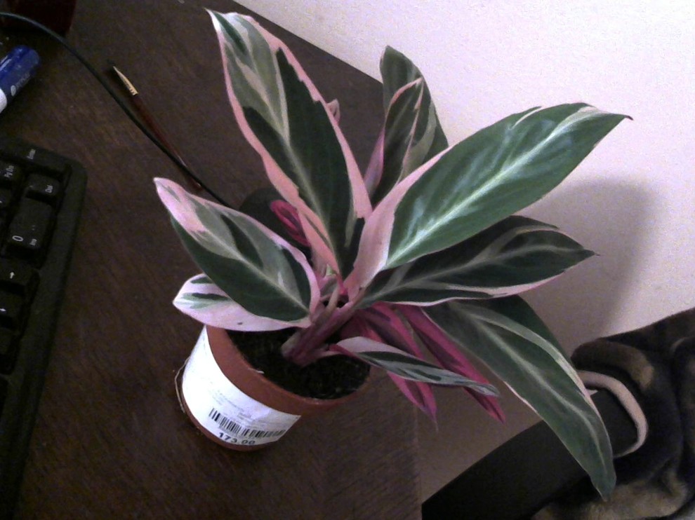 Help my Calathea is dying! (pictures) | Houzz Forum