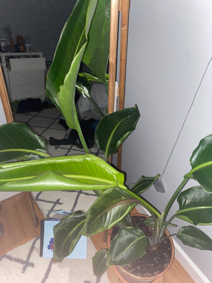 I put my bird of Paradise outside to get sun