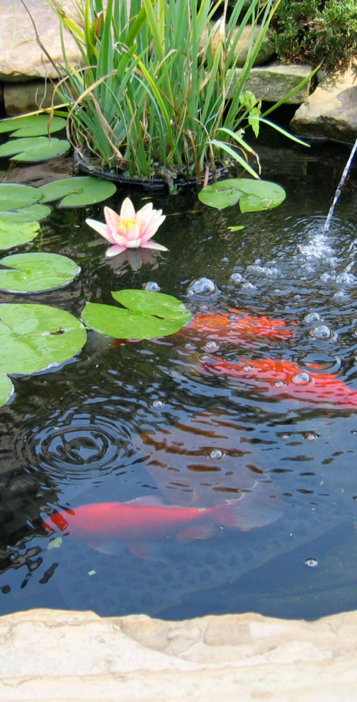 koi pond