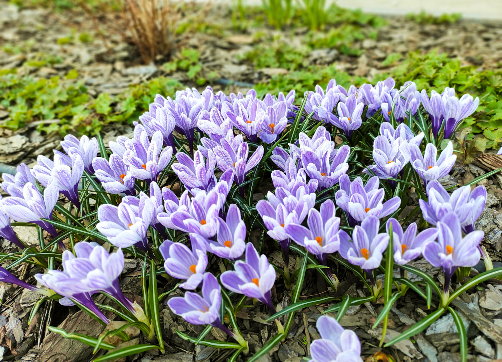 Горки-10, 2017-2020 г.г.