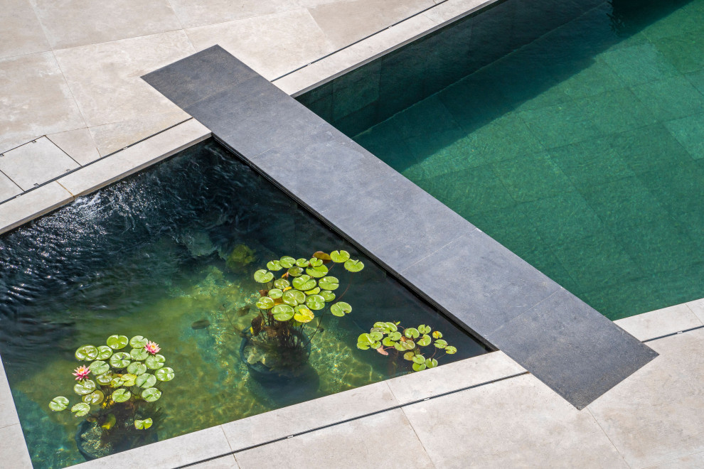 This is an example of a medium sized modern back custom shaped natural swimming pool in Devon with with pool landscaping and natural stone paving.