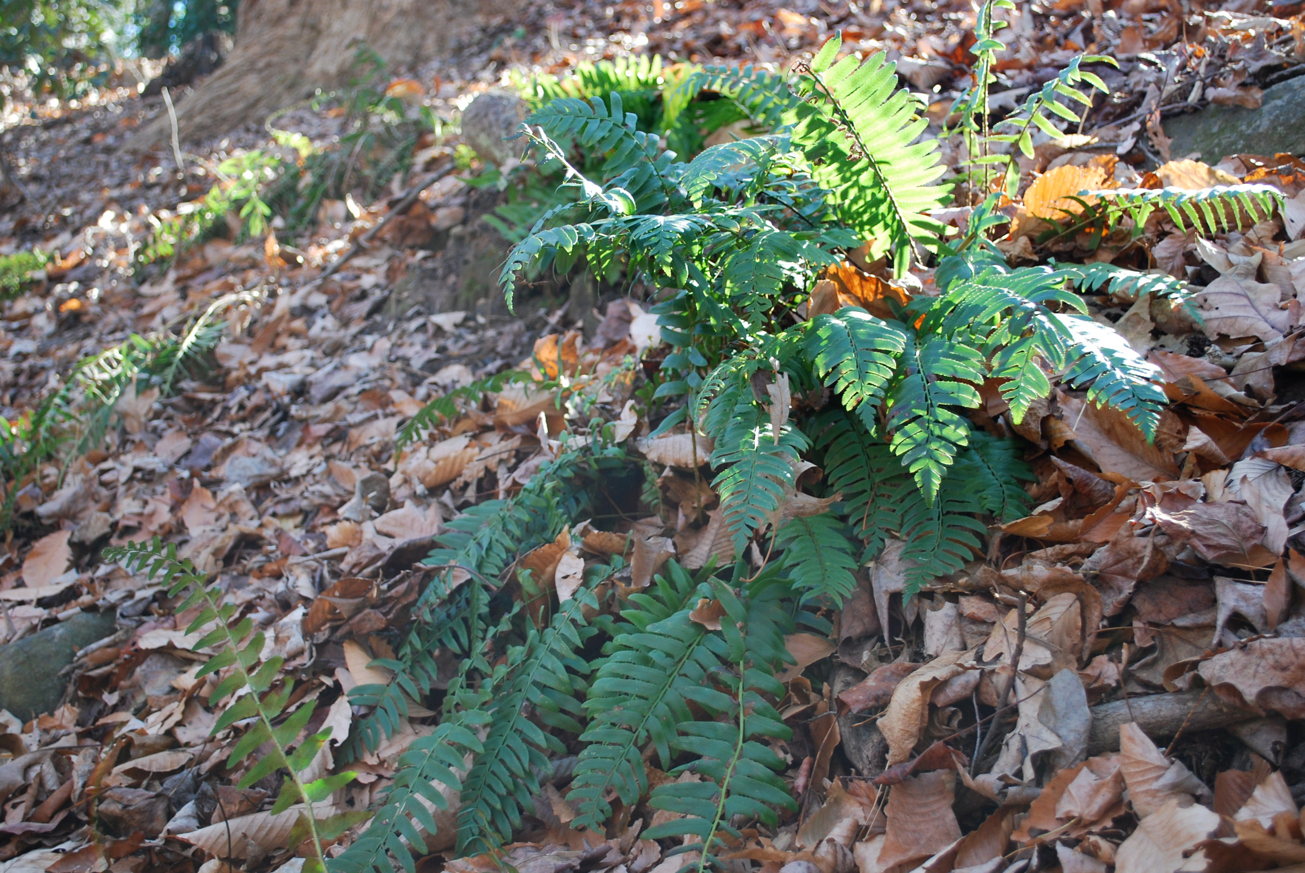 Christmas fern growing in situ