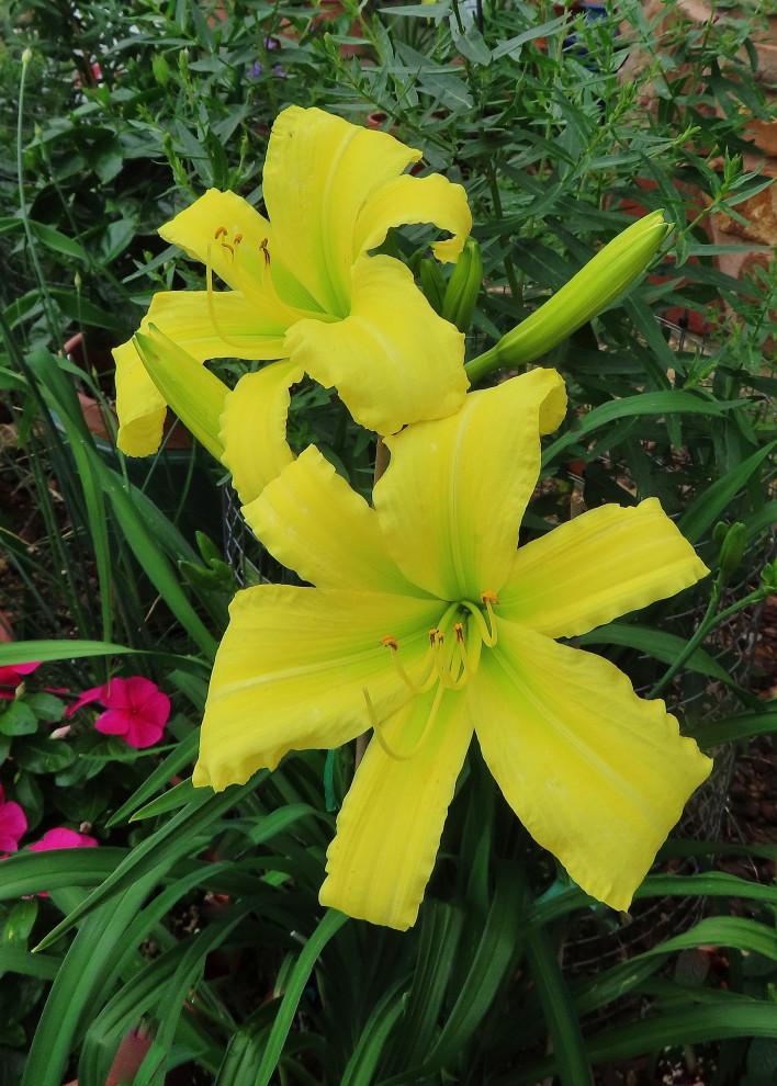 Spring has sprung | Houzz Forum