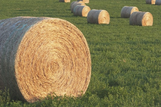 Hay Bales In Green Alfalfa Field Alberta Canada Print Farmhouse Prints And Posters By Posterazzi Houzz