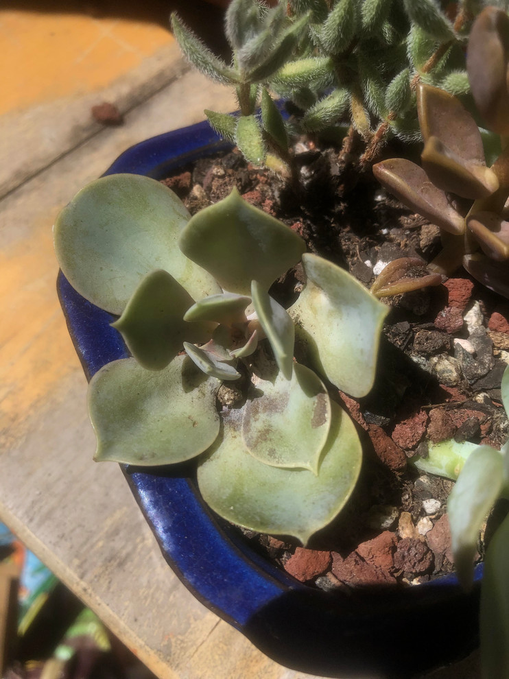 Succulents Turning Brown