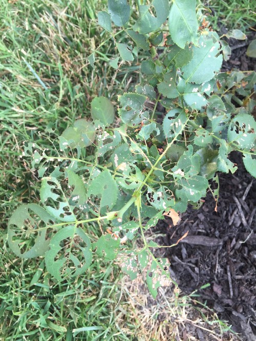 Make them stop eating my roses!