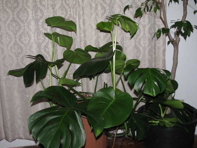 Monstera | Houzz Forum