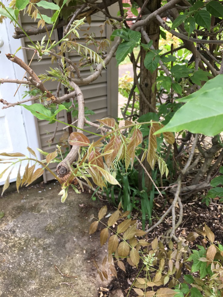 Why are my wisteria leaves turning brown?