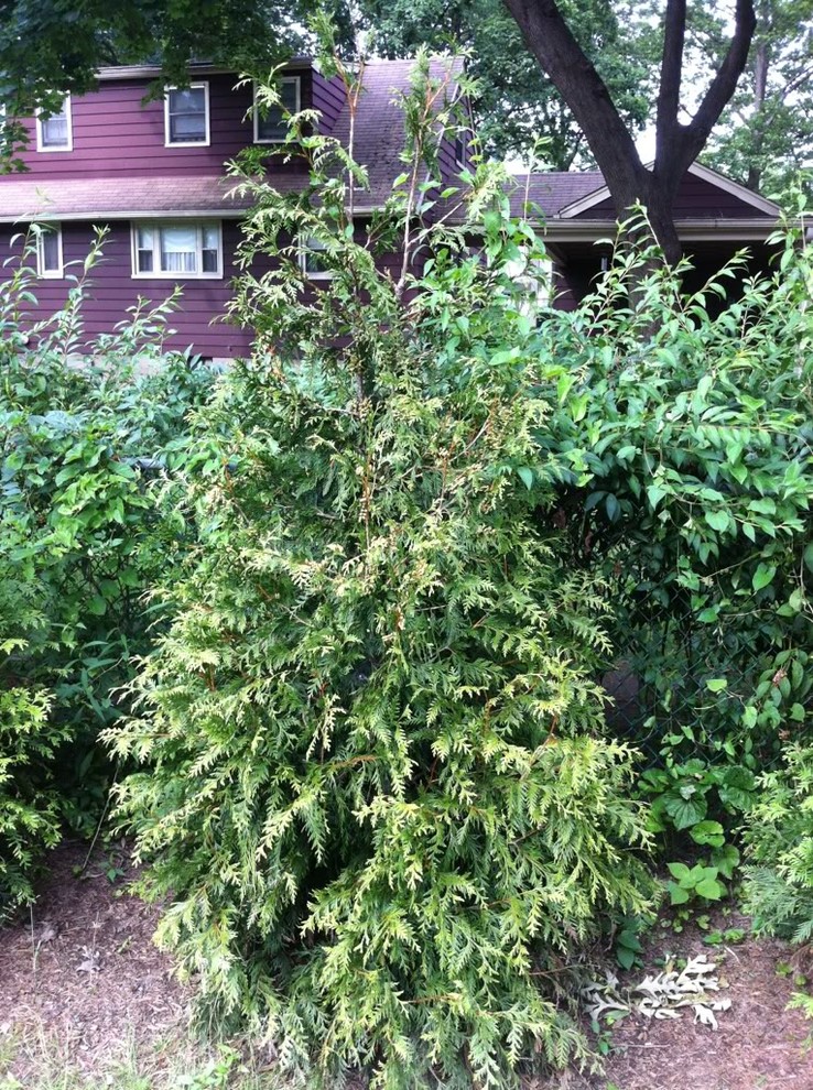 One of 30 Green Giant Arborvitae turning yellow