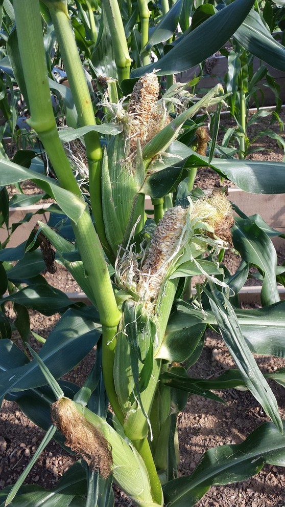 Something eating my sweet corn ears help