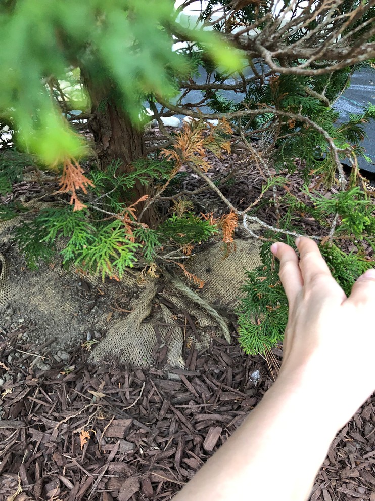 Hinoki cypress turning brown