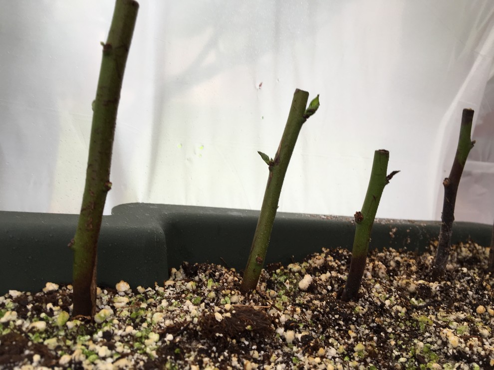 My cuttings keep dying