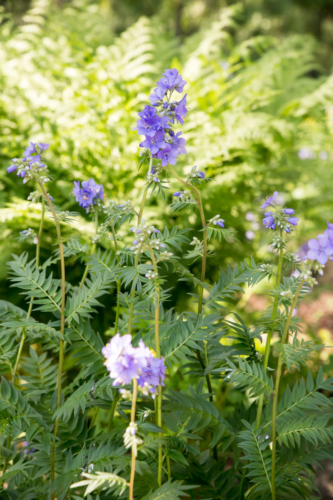 Портреты растений