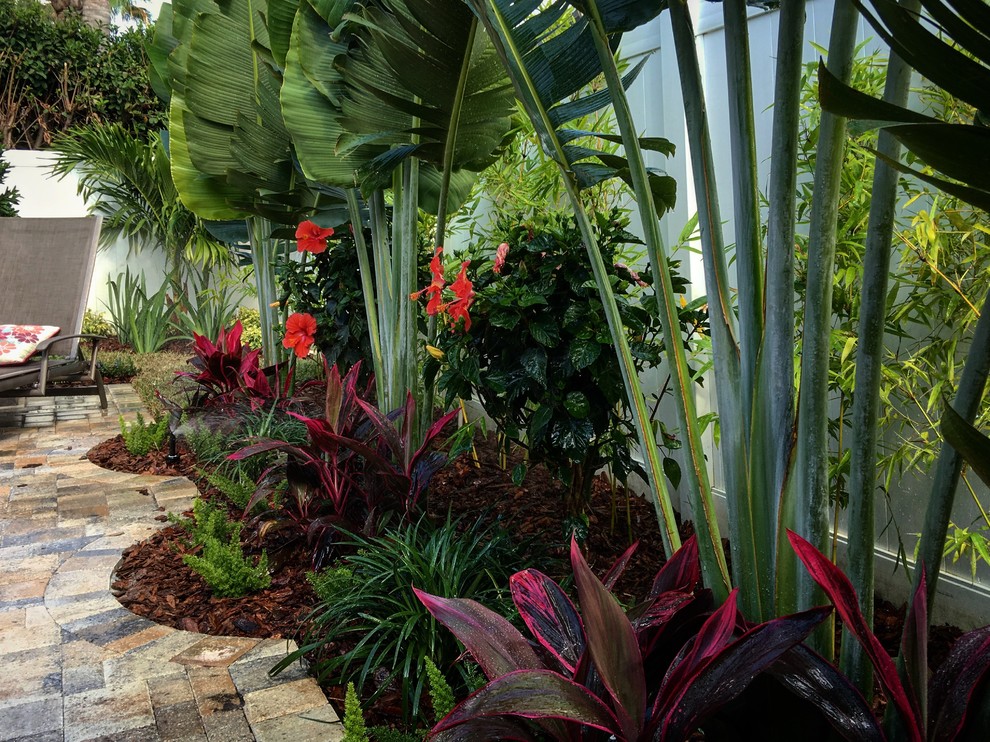 Inspiration for a tropical garden in Tampa.