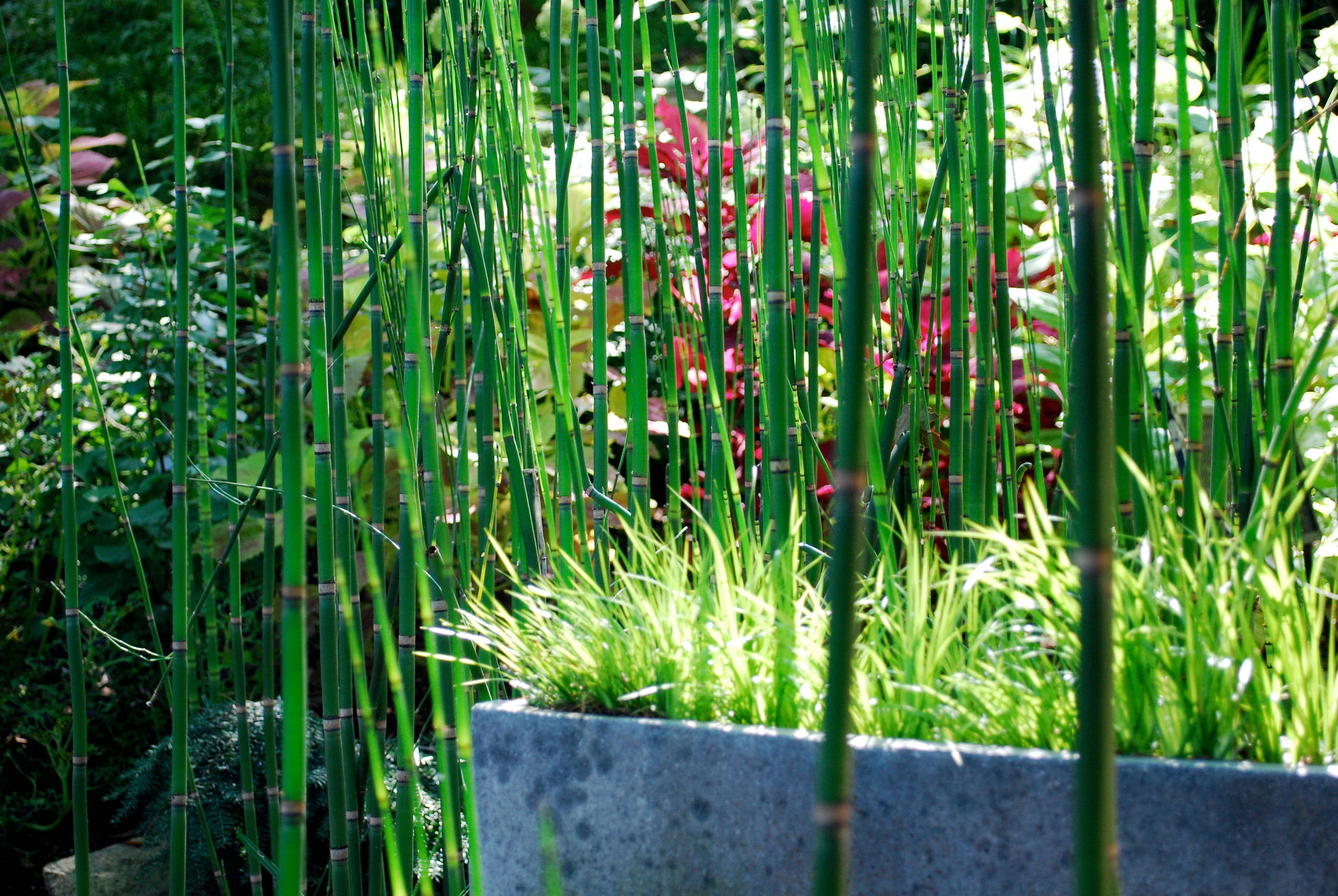 Zinc planter, horsetail rush and acorus, backlit.