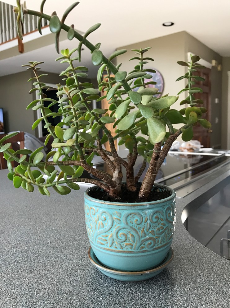 Is my jade plant too leggy?