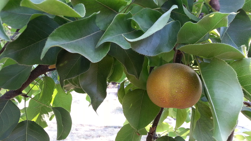 Fireblight resistant Asian Pear