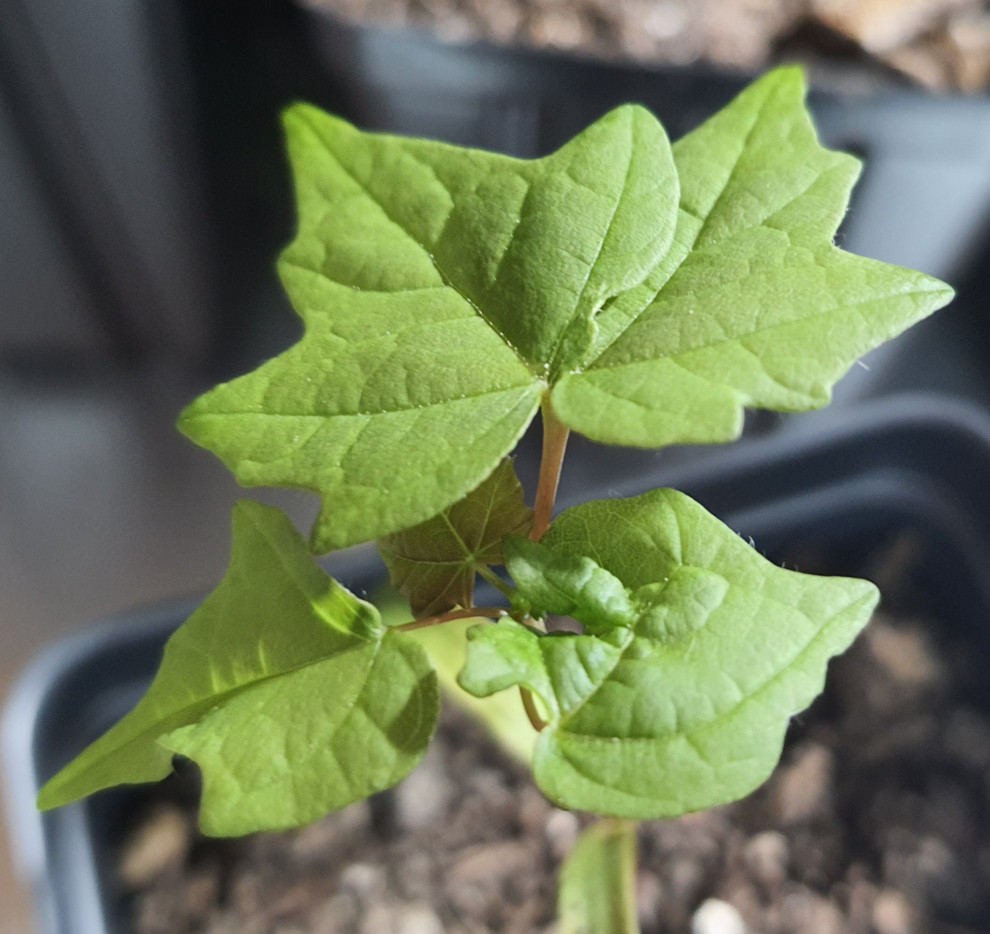 Identifying maple seedlings